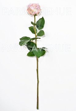 Роза DUKE