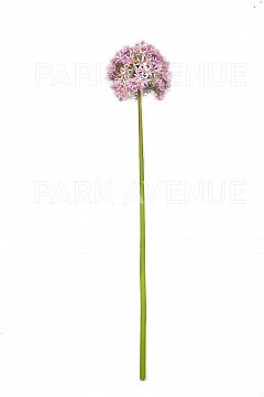 ALLIUM GIGANTE REAL